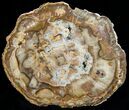 Beautiful Araucaria Petrified Wood Slab - x #6758-3